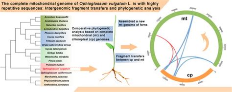 The Complete Mitochondrial Genome of Ophioglossum vulgatum L. Is with ...