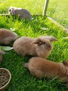 Image result for Baby Lion Head Bunnies