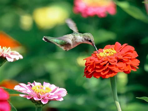 19 Flowers That Hummingbirds Love (Plant These in Your Garden ...