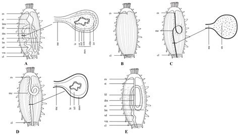 A Review of Histocytological Events and Molecular Mechanisms Involved ...
