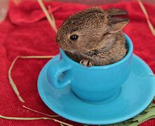 Image result for Baby Bunny Art