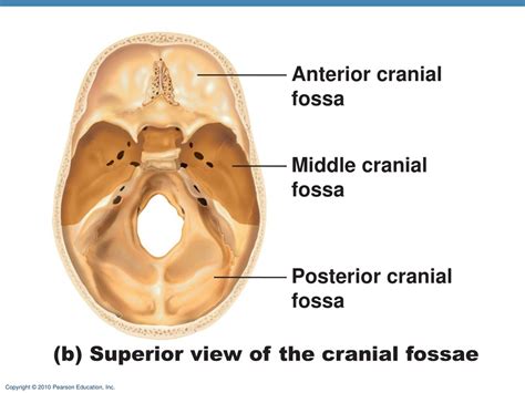 PPT - The skeletal system PowerPoint Presentation, free download - ID ...