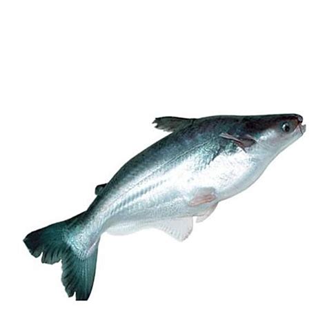 Buy Fish Land Fish - Cat / Pungus / Basa 1 kg (Fry Cut) Online at Best ...