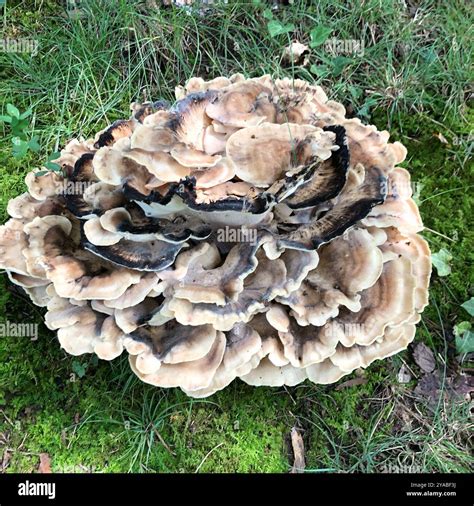 Black-staining Polypore (Meripilus sumstinei) Fungi Stock Photo - Alamy