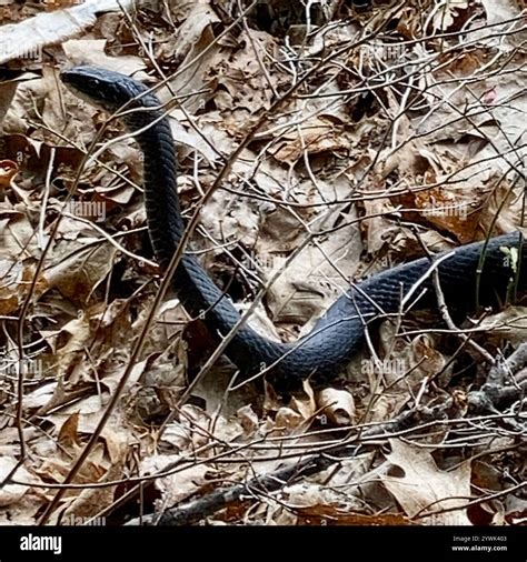 Northern Black Racer (Coluber constrictor constrictor Stock Photo - Alamy