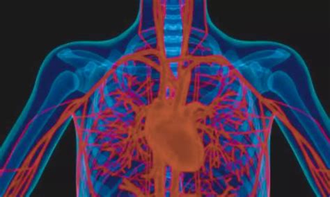 BMI may independently predict non-calcified plaque presence among patients with a CAC 0: Study