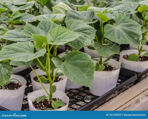 Nursery Cucumber Seedlings in Peat Moss Soil, Seedlings Business Stock ...