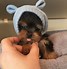 Image result for Cutest Little Puppies Ever