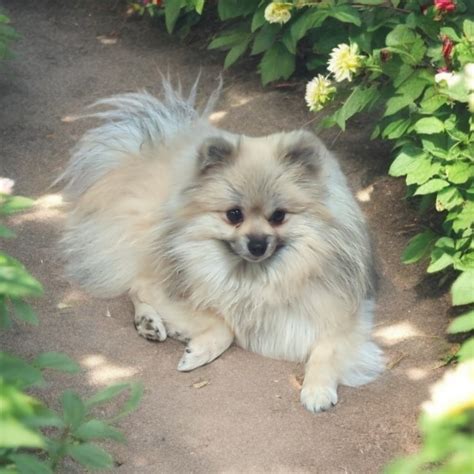 Arizona Precious Pomeranians | Wolf Sable & Rare Exotic-Colored Poms