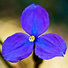 iris fiore immagini bush iris il fiore ti rida la carica in ferie la iris fiore immagini bush iris il fiore ti rida la carica in ferie la