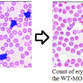 Sample Algorithm 的图像结果
