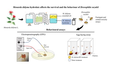 Monarda didyma Hydrolate Affects the Survival and the Behaviour of ...