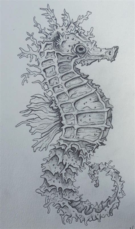 Seahorse Sketch