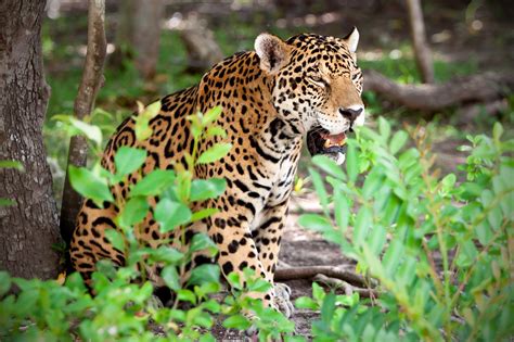 Wildlife In Mexico