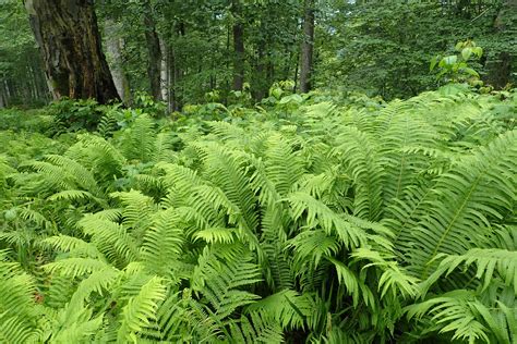 In Nepal, high demand for a fern found deep in the jungles is driving ...