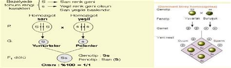 Çaprazlama nedir, çaprazlama ile ilgili örnekler verir misiniz?