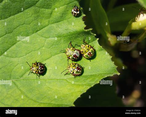 Southern green stink bug babies on zucchini leaf. Group of 4th and 3th ...