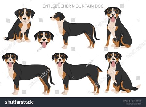 Entlebucher Sennenhund