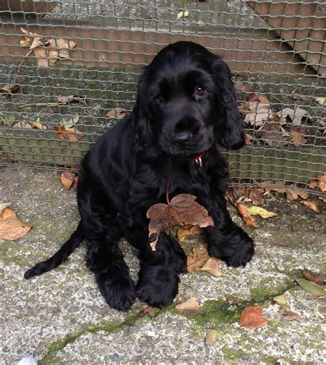 Cute Black Cocker Spaniel Puppy - 5 Months Old