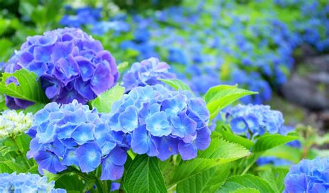 Image result for Generate 50 Random Numbers Using Numpy