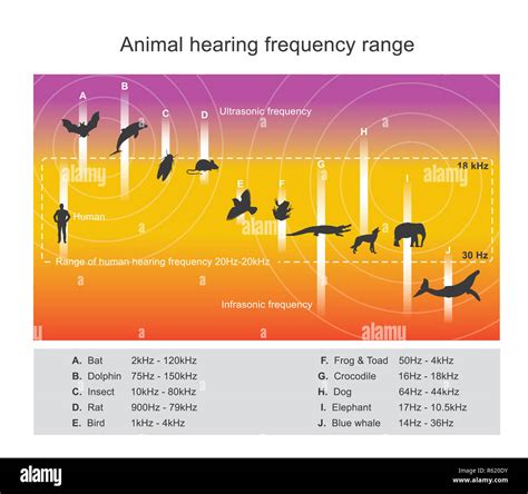 Hearing range describes the range of frequencies Stock Photo - Alamy