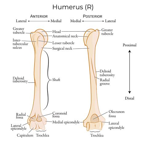 Tubercle Vs Tuberosity