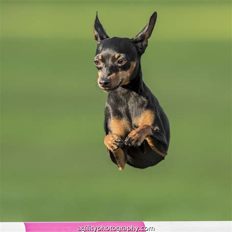 Miniature Pinscher | Miniature pinscher puppy, Miniature doberman, Miniature pinscher