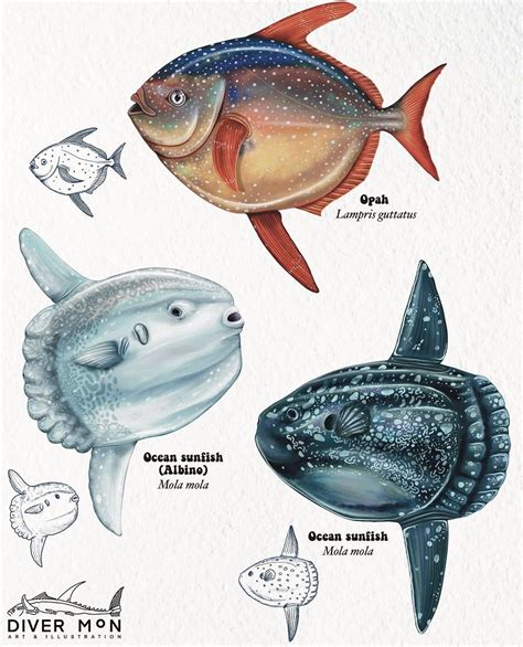 Three Types of Fish in a Drawing