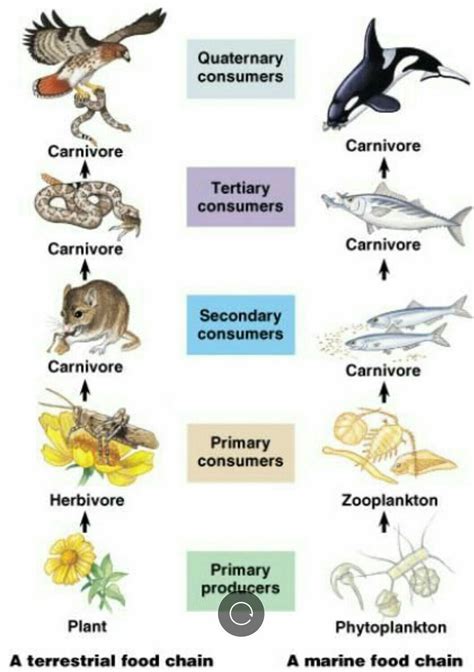 Aquatic Food Consumers at William Biscoe blog