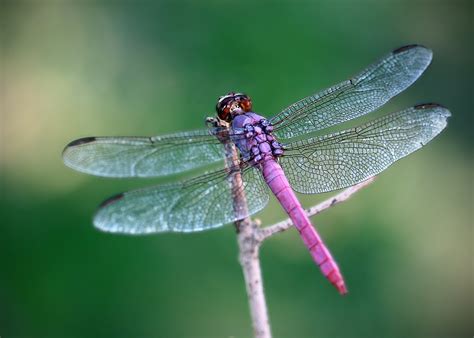 Dragonfly, photo files, #1365054 - FreeImages.com - family of dragonfly