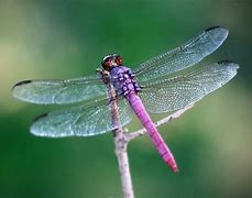 dragonflies 的图像结果
