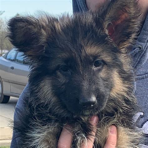 How Much Is It For A German Shepherd Puppy