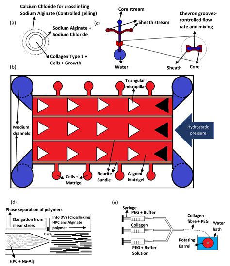 Directing Axonal Growth: A Review on the Fabrication of Fibrous ...