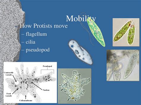PPT - Exploring Eukaryotic Diversity: From Protists to Endosymbiosis ...