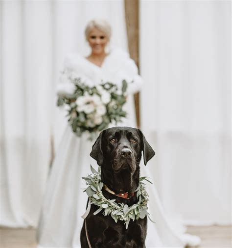 Wedding Bride Dogs 的图像结果