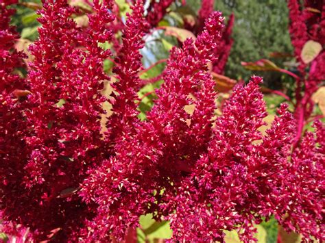 Amaranthus cruentus- blood amaranthm - Stavern Blomstermakeri