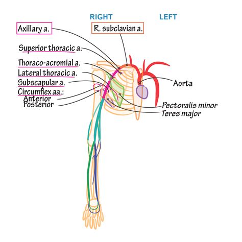 Artery Anatomy Of Arm at Lily Picton blog