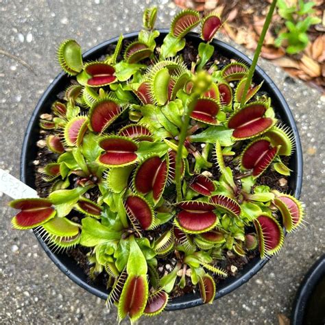 Venus Flytrap Flower