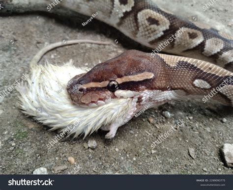 Image result for Ball Python Eating Chicken
