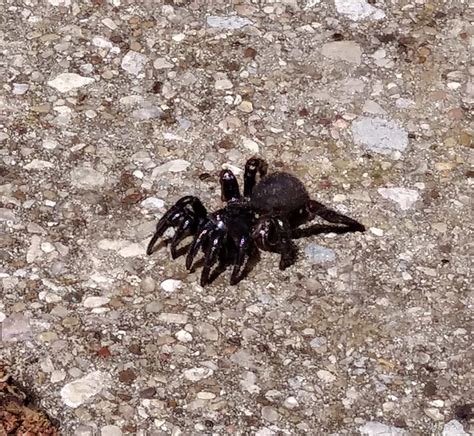 Halonoproctidae (Cork-lid Trapdoor Spiders) in Flower Mound, Texas ...
