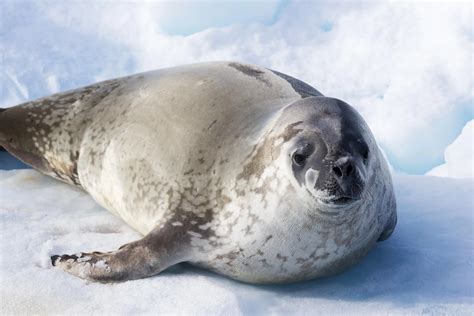 What Animals Live In Antarctica? - WorldAtlas