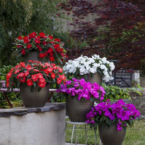 new guinea impatiens sun or shade