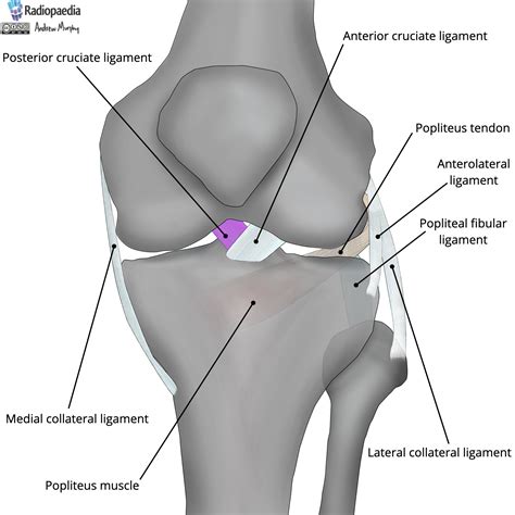 Radiopaedia - Drawing Ligaments of the knee joint - English labels ...