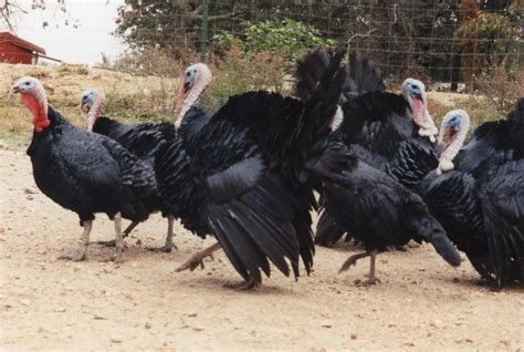Black Spanish Turkey Poults for Sale | Cackle Hatchery