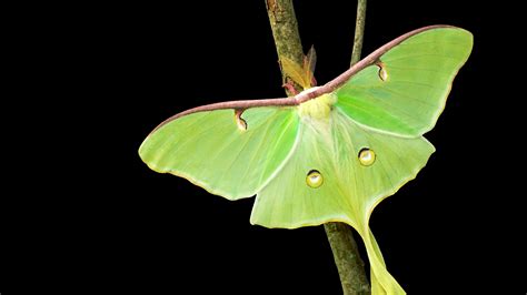 Luna Moth Insect Facts - Actias luna - A-Z Animals