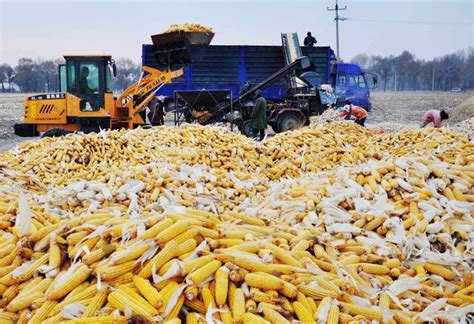 河南省玉米最新价格-西瓜视频搜索