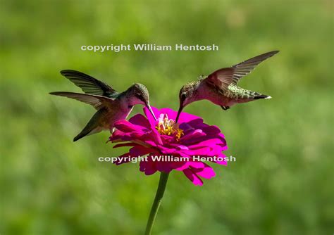 Hummingbirds, Ruby Throated, Photography, Bird Wildlife Photo, Male and ...