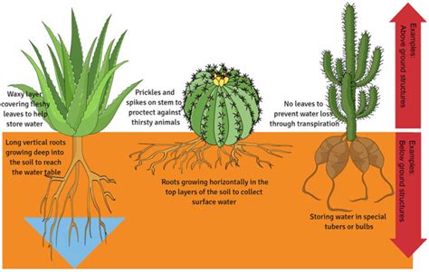 Examples of Desert Plant Adaptations for Survival