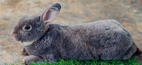 Large Rabbit Breeds: Remarkable Gentle Giants of the Pet World