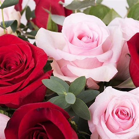 Images Of Pink And Red Rose Flower | Best Flower Site